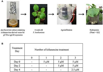 Hydroponic Treatment of Nicotiana benthamiana with Kifunensine Modifies the N-glycans of Recombinant Glycoprotein Antigens to Predominantly Man9 High-Mannose Type upon Transient Overexpression